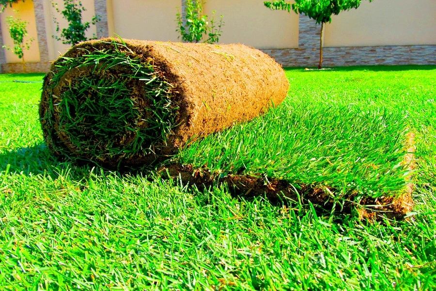 Expert Lawn and Plant Care for a Perfect Landscape